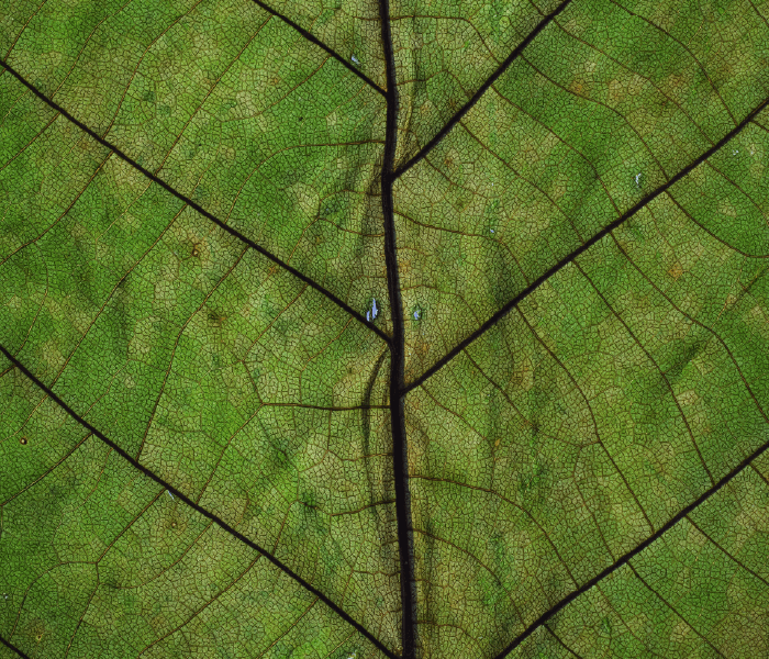 leaf-1